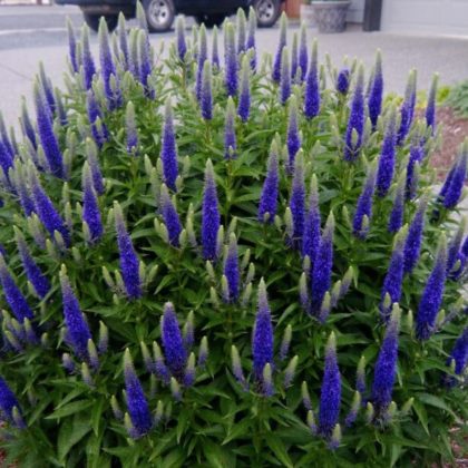 niebieskie i fioletowe byliny