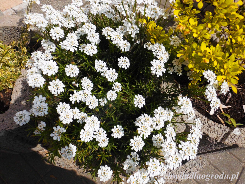 Przepiekne Letnie Kwiaty Ogrodowe Najciekawsze Odmiany